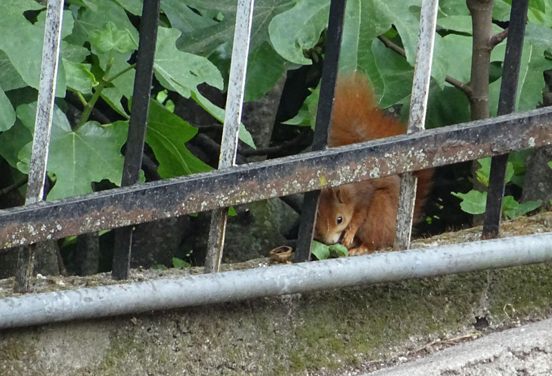 scoiattolo.......giardino di casa